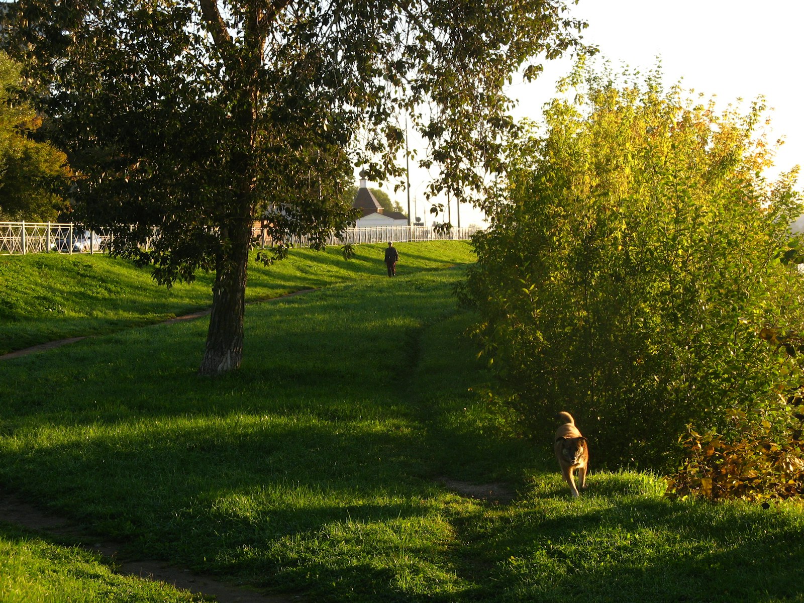 How Often Should Your Dog Really Go to Daycare in Pittsburg?