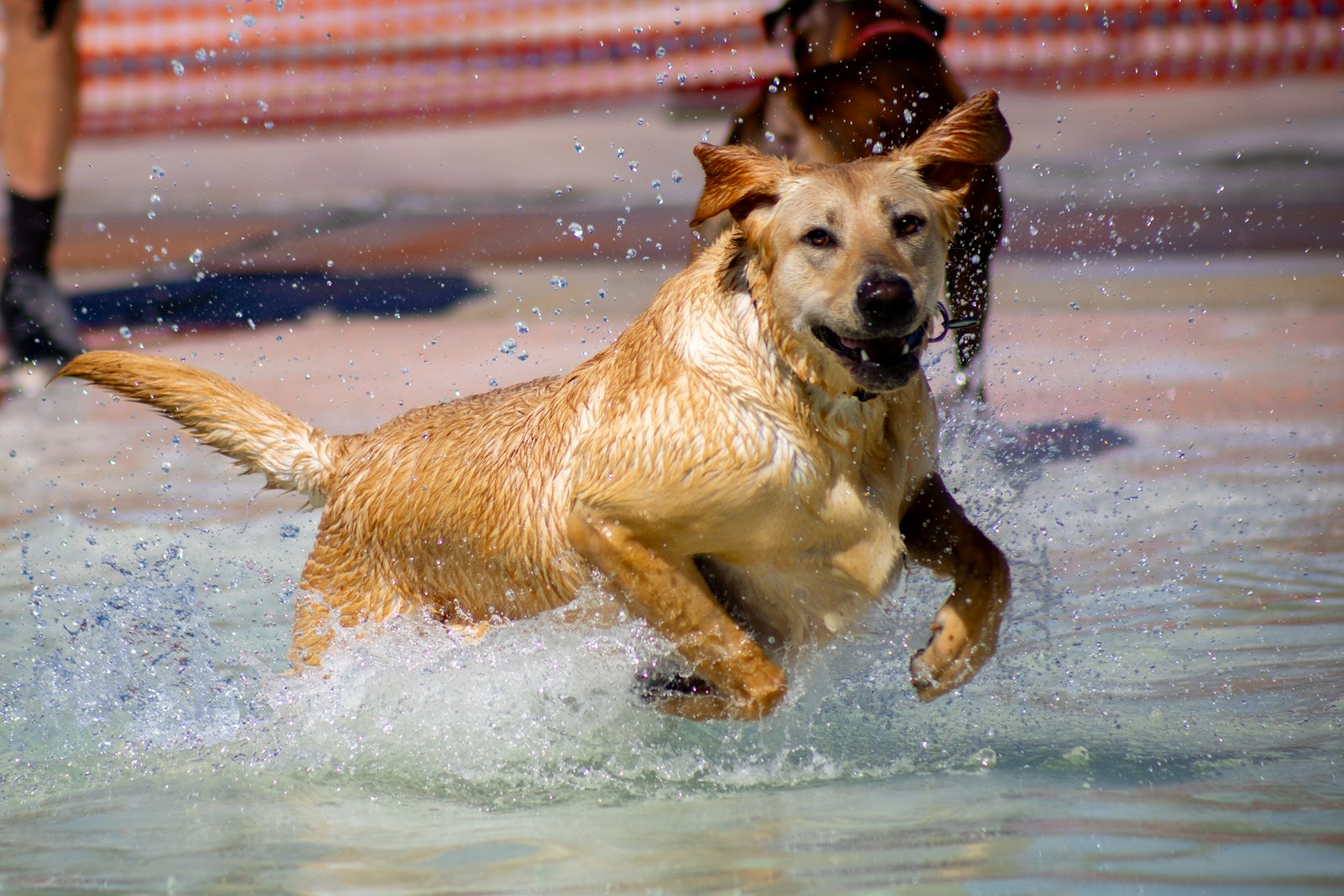 Dog Daycare in Pittsburg: Pool and Water Play Benefits, Risks, and Smart Questions to Ask